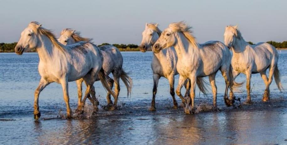 Entre Terre Et Mer Marsillargues Exteriér fotografie